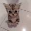 catpcha.vercel.app favicon