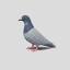 claim-pigeon.pages.dev favicon